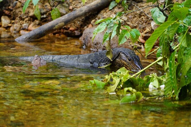 3 Days Orangutan Sumatra Jungle Trekking with Rafting - Wildlife is the main reward, not a guaranteed performance
