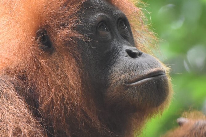 3 Days Orangutan Sumatra Jungle Trekking with Rafting - What the three-day route is likely to feel like