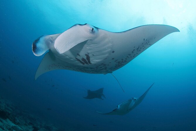 3 Epic Dives in Nusa Penida - Certified Divers' Day Trip - Why Nusa Penida is the big attraction