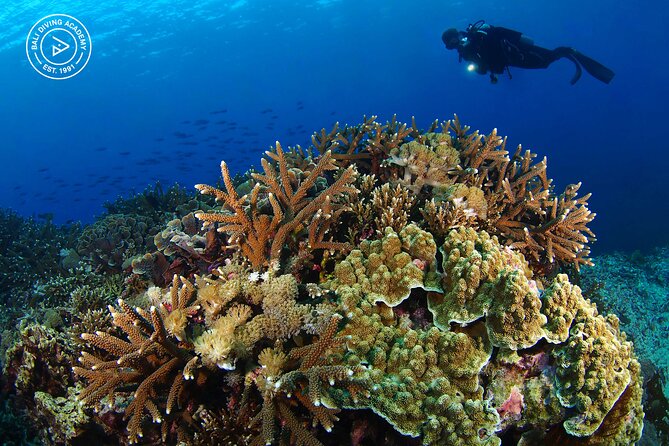 3 Epic Dives in Nusa Penida - Certified Divers' Day Trip - The return to Sanur and South Bali