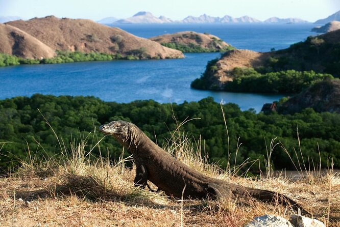3D/2N Komodo Tour by Private Boat for 10 pax - The five details that shape the trip