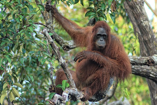 3ns Private Orangutan and Bornean Primates Kelotok Tour - Pondok Tanggui and the morning feeding platform