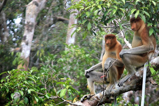 3ns Private Orangutan and Bornean Primates Kelotok Tour - Guides and crew make a major difference