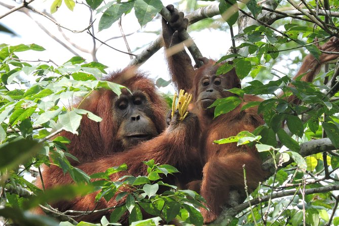 4 Day Jungle Adventure including 2 day trek - From Medan to Bukit Lawang in four to five hours