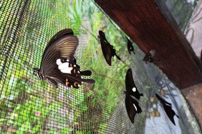 4-Hour Private Tour in Jatiluwih Terraces and Butterfly Park - Why This Three-Stop Route Works