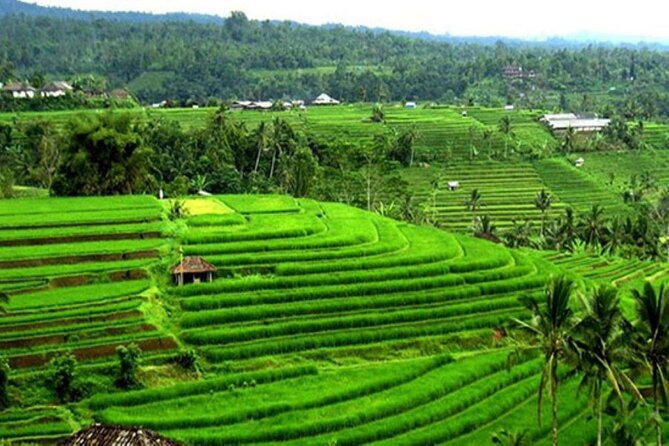 4-Hour Private Tour in Jatiluwih Terraces and Butterfly Park - A Private Car Makes the Difference