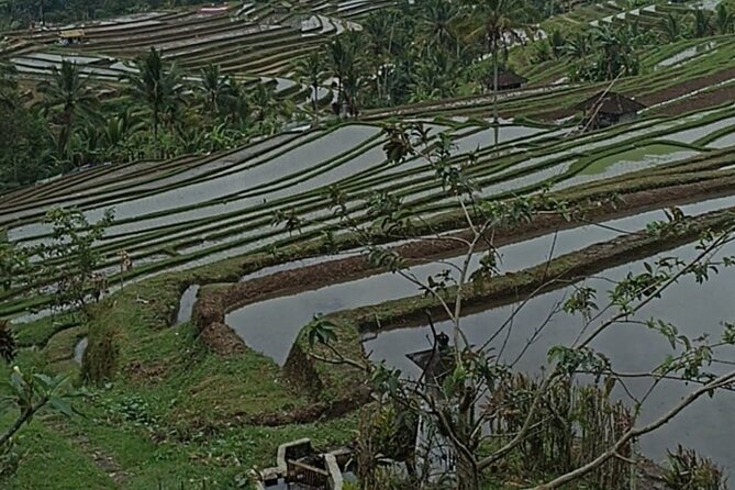 4-Hour Private Tour in Jatiluwih Terraces and Butterfly Park - Who Will Enjoy This Tour Most?