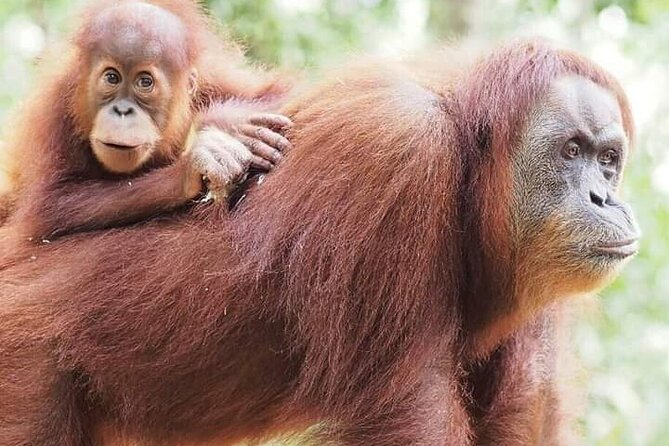 5 Day's 4 Night's jungle Tour trekking in Bukit Lawang - Key points before you book