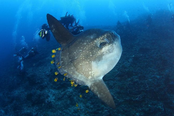 5 Fun Dives in Nusa Lembongan (for certified divers) - Swim with a Mola Mola - Toyapakeh and the value of site variety