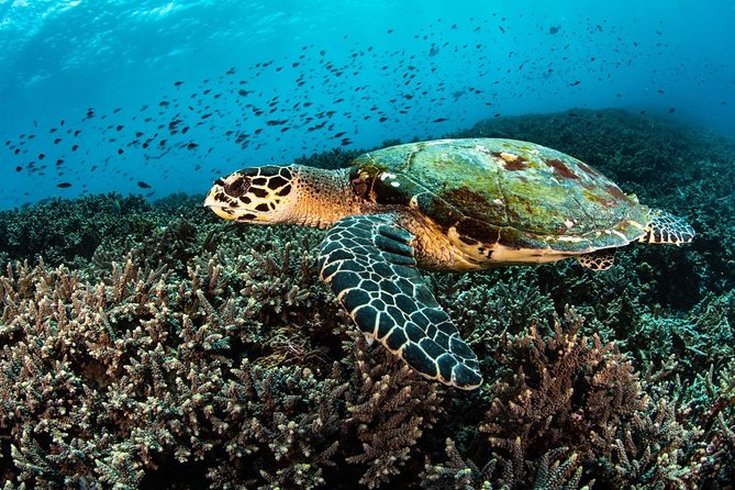 5 Fun Dives in Nusa Lembongan (for certified divers) - Swim with a Mola Mola - Jungut Batu Beach for a local finish