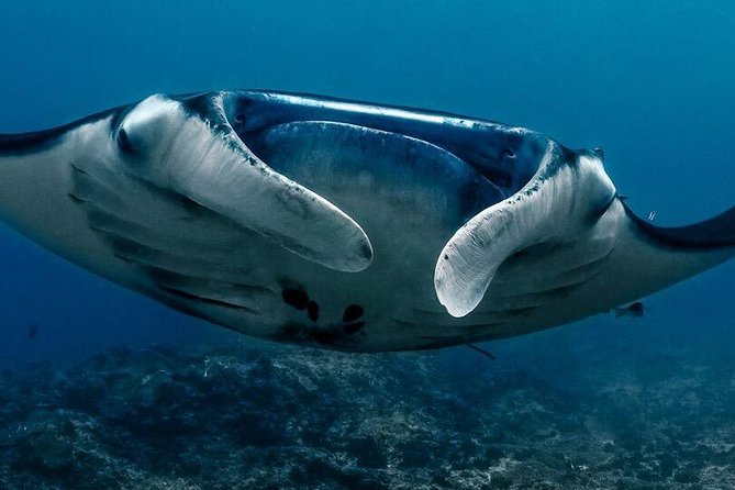 5 Fun Dives in Nusa Lembongan (for certified divers) - Swim with a Mola Mola - Planning two days around the water