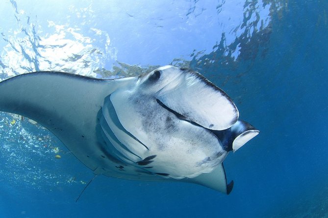5 Fun Dives in Nusa Lembongan (for certified divers) - Swim with a Mola Mola - Starting at Crystal Bay