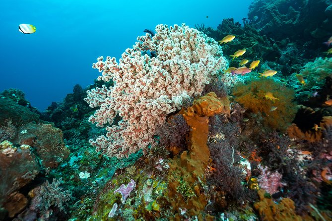5 Fun Dives in Pemuteran (for certified divers) - Exploration in Menjangan Park - Practical limits and small details that matter