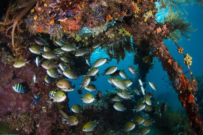 5 Fun Dives in Tulamben (for certified divers) - Discover famous diving sites - The Boga wreck and five-site variety