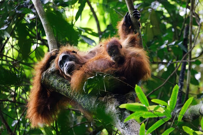 6 Days Bukit Lawang - Berastagi Tour (2D1N Jungle Treking + Sunrise Hiking) - What makes this Sumatra trip worth considering