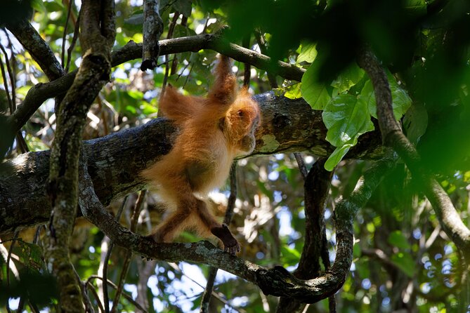 6 Days Bukit Lawang - Berastagi Tour (2D1N Jungle Treking + Sunrise Hiking) - What the $852.89 price really buys