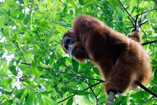 7 Days 6 Nights North Sumatra Tour (Bukit Lawang-Berastagi-Lake Toba) - Key points to know before booking