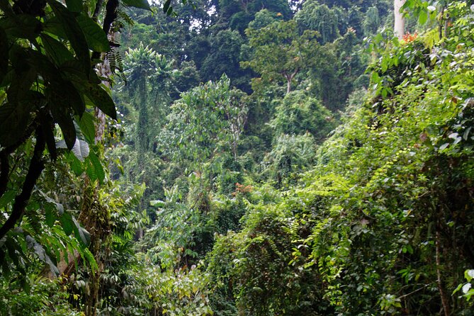 7 Days 6 Nights North Sumatra Tour (Bukit Lawang-Berastagi-Lake Toba) - Day 1: From Medan to Bukit Lawang