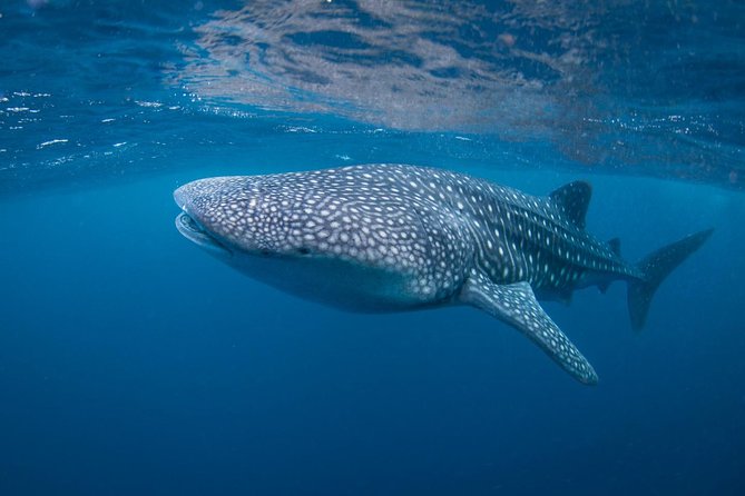 7 Fun Dives in Nusa Lembongan (for certified divers) - Premium Value Package - Jungut Batu Beach keeps the experience close to base