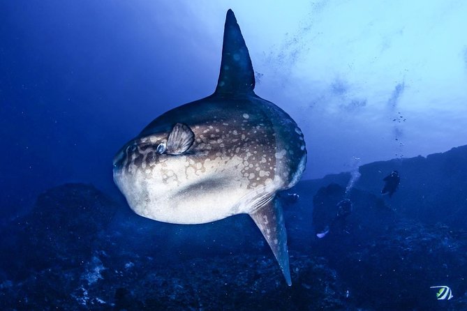 7 Fun Dives in Nusa Lembongan (for certified divers) - Premium Value Package - What the $311.68 price really covers