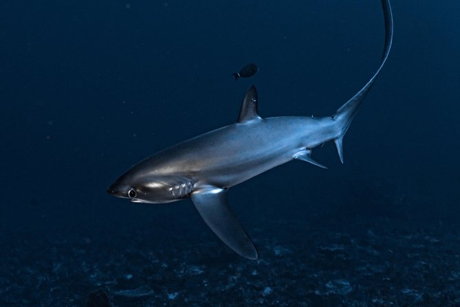7 Fun Dives in Nusa Lembongan (for certified divers) - Premium Value Package - Equipment, comfort, and the small-group setup