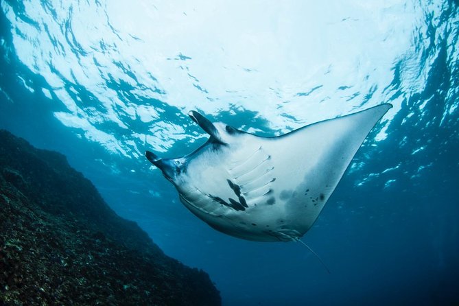 7 Fun Dives in Nusa Lembongan (for certified divers) - Premium Value Package - Crystal Bay for clear water and big expectations