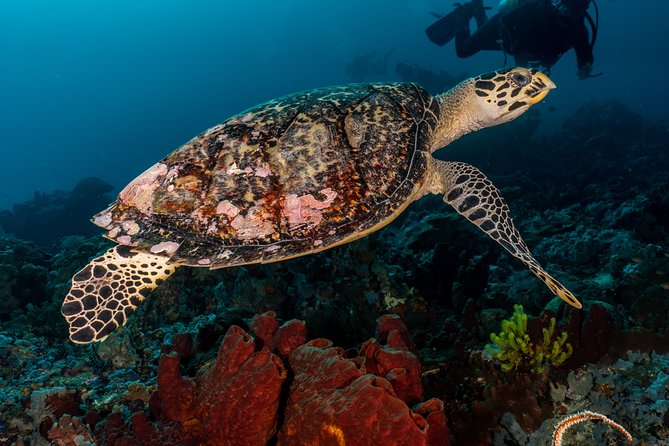 7 Fun Dives in Pemuteran (for certified divers) - Exploration in Menjangan Park - Why Menjangan Island is the main attraction