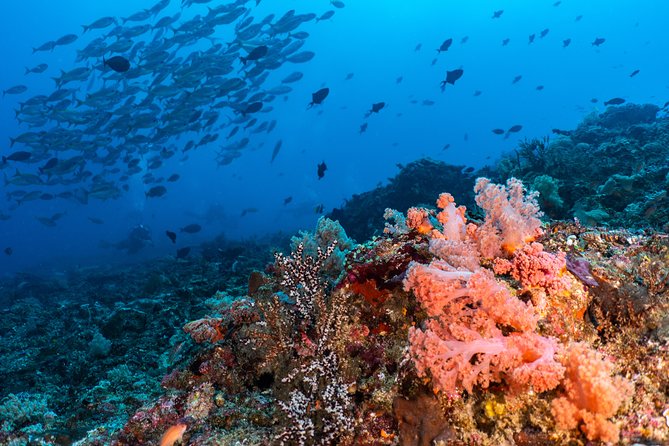 7 Fun Dives in Pemuteran (for certified divers) - Exploration in Menjangan Park - Equipment, facilities, and the practical value