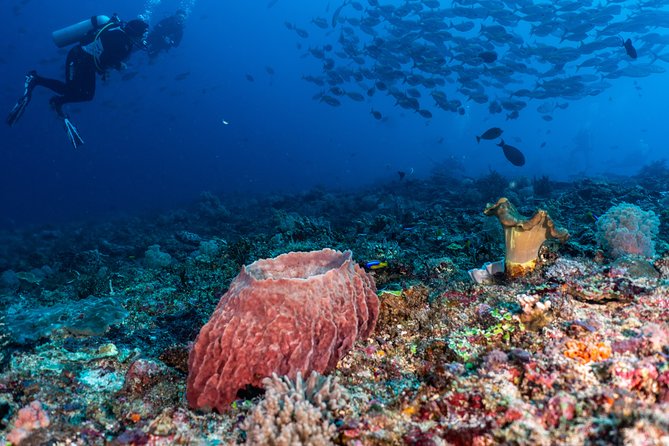 7 Fun Dives in Pemuteran (for certified divers) - Exploration in Menjangan Park - Is $234.25 a fair price?