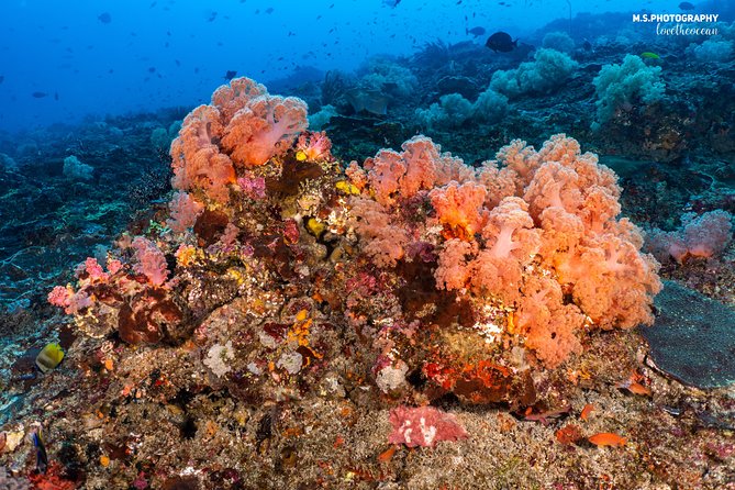 7 Fun Dives in Pemuteran (for certified divers) - Exploration in Menjangan Park - Who will enjoy this most?