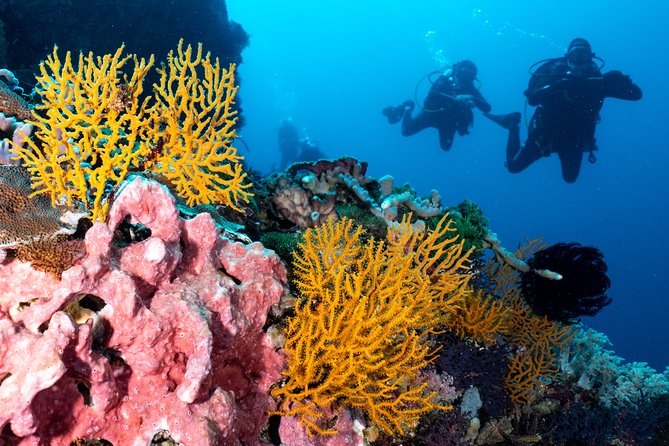 7 Fun Dives in Pemuteran (for certified divers) - Exploration in Menjangan Park - Booking, weather, and cancellation details
