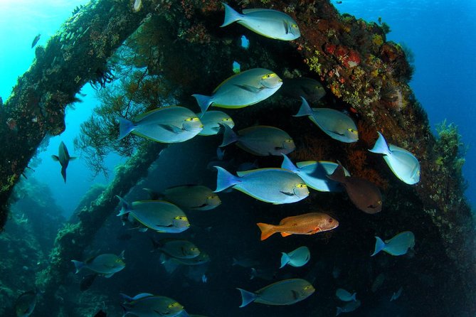 7 Fun Dives in Tulamben (for certified divers) - Premium Value Package - The Boga wreck and changing underwater scenery
