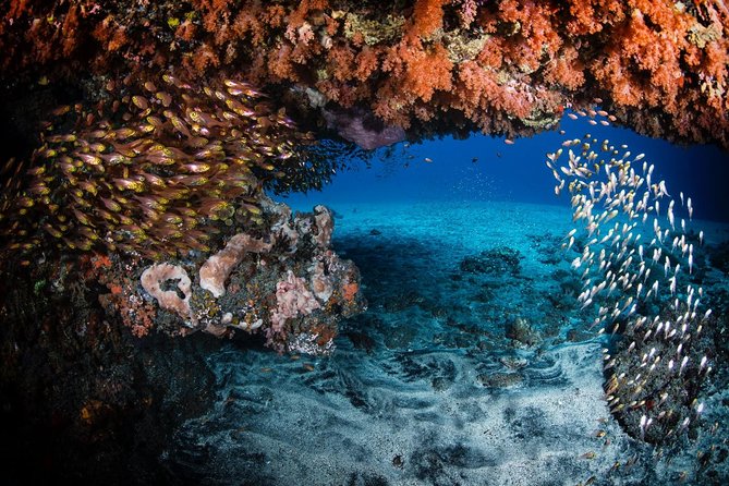 7 Fun Dives in Tulamben (for certified divers) - Premium Value Package - Coral Garden and the lava-formed Drop-Off