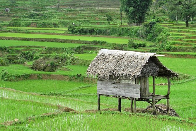 Active Volcano, Rice Field, Hot Spring, Fruit market, Tea Plantation with Lunch - The coffee stop is educational, not fully included