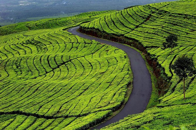 Active Volcano, Rice Field, Hot Spring, Fruit market, Tea Plantation with Lunch - Lembang Fruit Market starts the food tour