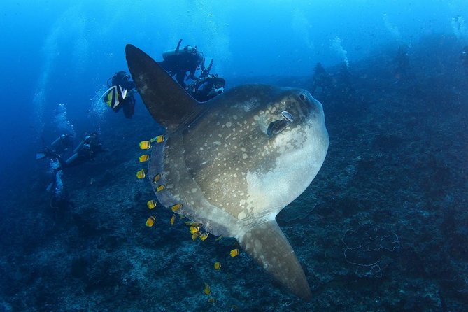Advanced Open Water Course - Advanced Certification in Lembongan (next to Bali) - Why this course makes sense after Open Water