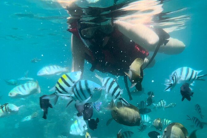 All Inclusive : Bali Blue Lagoon Snorkeling with Lunch &Transfers - Tanjung Jepun: A second chance for fish and coral