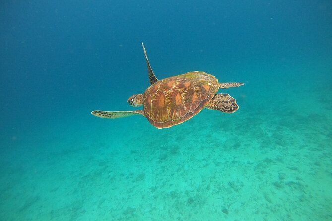 All Inclusive Snorkeling at Blue Lagoon with Lunch - Why this Padang Bai day trip works well