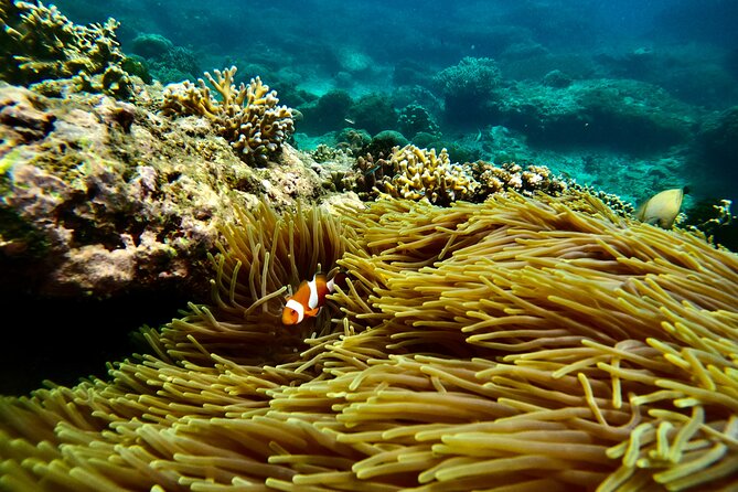 All Inclusive Snorkeling at Blue Lagoon with Lunch - Blue Lagoon, the first hour in the water