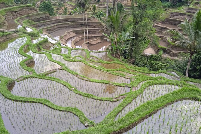 [All Inclusive] The Soul of Bali: Temples, Art & Traditions Tour - Suwat Waterfall: The tour’s quieter change of pace