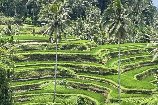 All Inclusive Ubud Cultural and Natural Highlights Tour - Starting at the Balinese Traditional House
