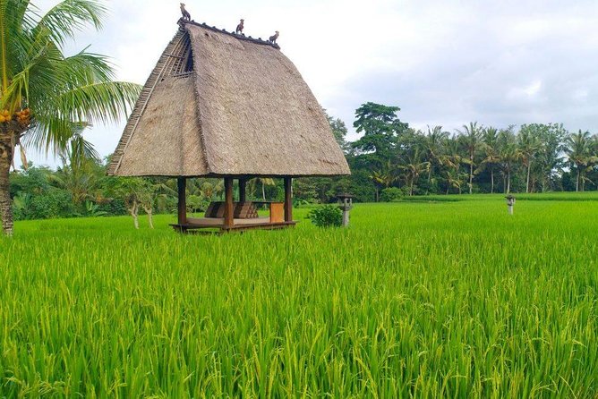 All-Inclusive Ubud Private Tour - Lunch, jungle views, and the included swing