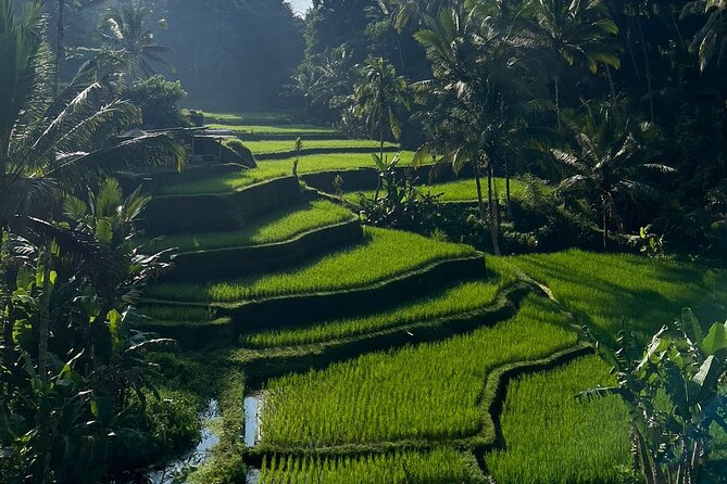 All Inclusive Ubud Tour - Starting at Tirta Empul Temple