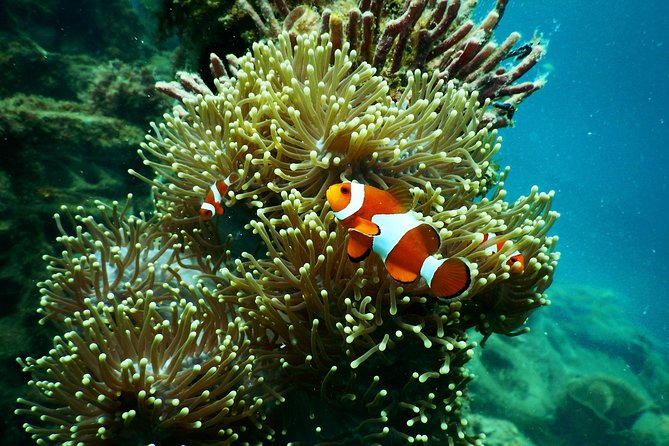Amazing Blue Lagoon Snorkeling with Private Hotel Transfer - Is the $47.44 price good value?