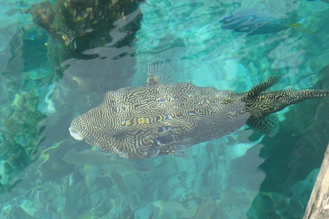 Amazing Blue Lagoon Snorkeling with Private Hotel Transfer - Optional Kanto Lampo Waterfall or Gates of Heaven