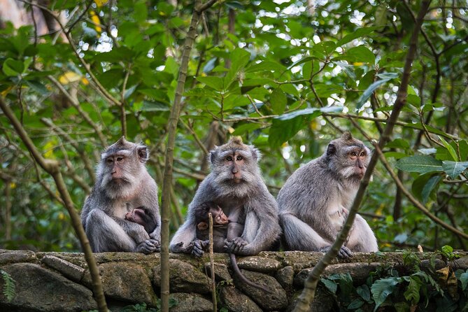 Bali All-Inclusive: Ubud Tour with Entrance Ticket and Lunch Included - Tegenungan Waterfall: A Scenic First Stop