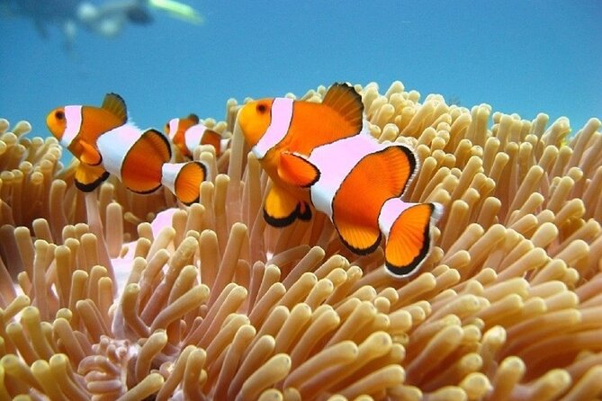 Bali ATV Quad Bike Adventure and Snorkeling Tour - The private format and the people behind it