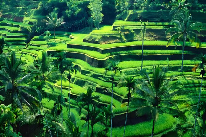 Bali ATV Ride And Ubud Tour Packages : Best Quad Bike Trip - The private car changes the feel of a long Bali day