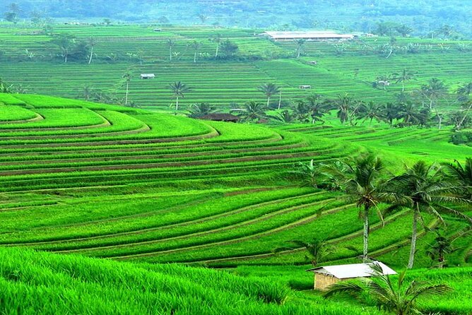 Bali: Bedugul Lake Temple, Banyumala Waterfall, UNESCO Rice Field - The forest walk to Banyumala Waterfall