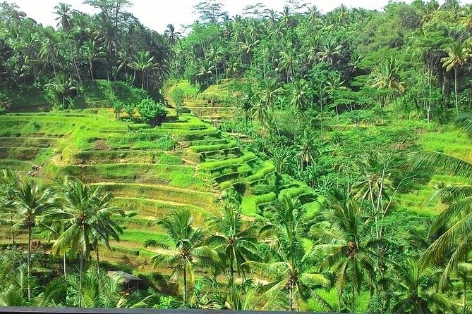 Bali Benoa Shore Excursion for Cruise's Passenger - All Inclusive - Tegenungan Waterfall and the risk of losing a stop
